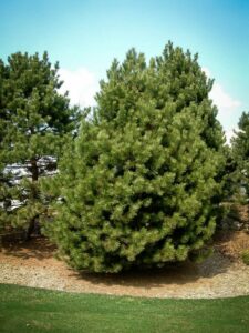 Сосна Чёрная (Pinus Nigra) купить по цене от 270.00р. в интернет-магазине «Посадика» с доставкой почтой в в Смоленске и по всей России – [изображение №1].