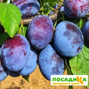 Слива Чачакская ранняя купить по цене от 229.00р. в интернет-магазине «Посадика» с доставкой почтой в в Смоленске и по всей России – [изображение №1].