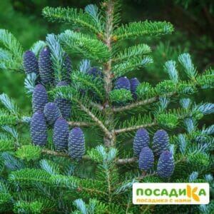 Пихта корейская (Abies koreana) купить по цене от 450.00р. в интернет-магазине «Посадика» с доставкой почтой в в Смоленске и по всей России – [изображение №1].