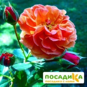 Роза Арабия купить по цене от 350.00р. в интернет-магазине «Посадика» с доставкой почтой в в Смоленске и по всей России – [изображение №1].