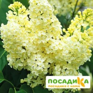 Сирень Примроуз (Primrose) купить по цене от 529.00р. в интернет-магазине «Посадика» с доставкой почтой в в Смоленске и по всей России – [изображение №1].