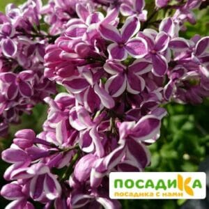 Сирень Сенсация купить по цене от 529.00р. в интернет-магазине «Посадика» с доставкой почтой в в Смоленске и по всей России – [изображение №1].