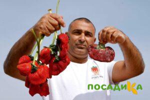 Клубника Гигант Джорнея купить по цене от 266р. в интернет-магазине «Посадика» с доставкой почтой в в Смоленске и по всей России – [изображение №1].