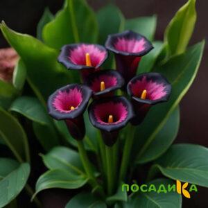 Калла Аура Лейс купить по цене от 400р. в интернет-магазине «Посадика» с доставкой почтой в в Смоленске и по всей России – [изображение №1].