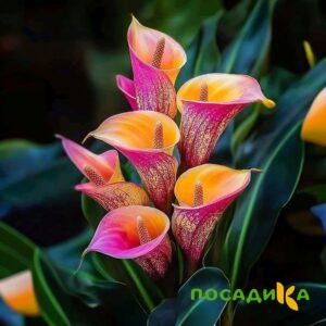 Калла Оникс купить по цене от 450р. в интернет-магазине «Посадика» с доставкой почтой в в Смоленске и по всей России – [изображение №1].