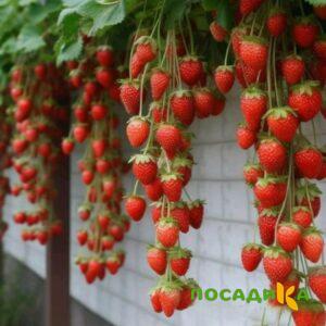 Клубника вьющаяся Комплимент купить по цене от 470р. в интернет-магазине «Посадика» с доставкой почтой в в Смоленске и по всей России – [изображение №1].