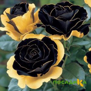 Роза Ханни Сикл купить по цене от 700р. в интернет-магазине «Посадика» с доставкой почтой в в Смоленске и по всей России – [изображение №1].