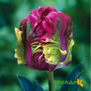 Тюльпан Экзотик Хэвен купить по цене от 186р. в интернет-магазине «Посадика» с доставкой почтой в в Смоленске и по всей России – [изображение №1].