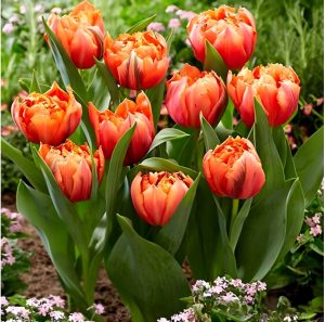 Тюльпан Гудошник Дабл купить по цене от 185р. в интернет-магазине «Посадика» с доставкой почтой в в Смоленске и по всей России – [изображение №1].